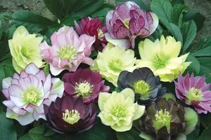 Фото морозника чорного, кавказького і східного вирощування, посадка і догляд за квіткою (морозника) Фото морозника чорного, кавказького і східного вирощування, посадка і догляд за квіткою