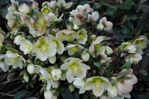 Фото морозника чорного, кавказького і східного вирощування, посадка і догляд за квіткою (кавказького) Фото морозника чорного, кавказького і східного вирощування, посадка і догляд за квіткою