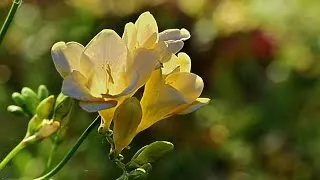 Фрезія посадка і догляд, фото, вирощування у відкритому грунті, види (фрезия) Фрезія посадка і догляд, фото, вирощування у відкритому грунті, види