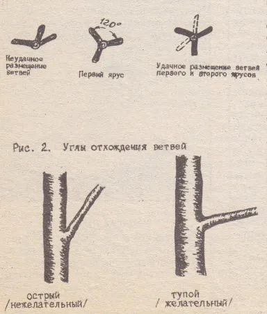 Формування крони плодових дерев