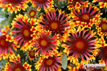 Гайлардія посадка і догляд (гайлардия) Гайлардія посадка і догляд