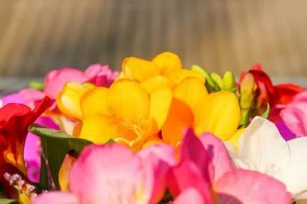 Фрезія посадка і догляд, фото, вирощування у відкритому грунті, види (посадка) Фрезія посадка і догляд, фото, вирощування у відкритому грунті, види