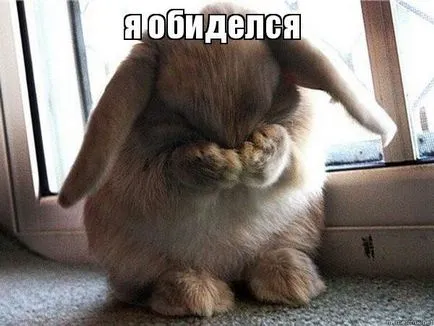 Фото скривдженої собаки викликало бурю співчуття і обурення () Фото скривдженої собаки викликало бурю співчуття і обурення