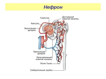 Функціональна одиниця нирки