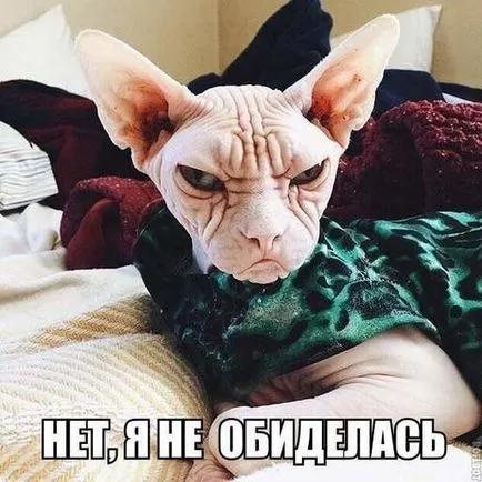 Фото скривдженої собаки викликало бурю співчуття і обурення () Фото скривдженої собаки викликало бурю співчуття і обурення