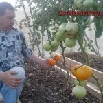 Гігант лимонний, все про помідори (томати) - відео, фото, відкличу (томати) Гігант лимонний, все про помідори (томати) - відео, фото, відкличу