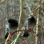 Де і скільки років живуть голуби цікаві факти і фото (скільки) Де і скільки років живуть голуби цікаві факти і фото