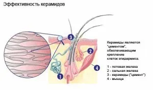 Глазурування волосся в домашніх умовах покрокове керівництво (волосся) Глазурування волосся в домашніх умовах покрокове керівництво