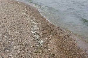 Загибель риби після візиту нло (риби) Загибель риби після візиту нло