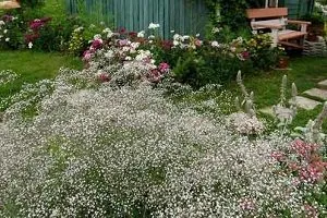 Гипсофила види і фото квітів, рекомендації по вирощуванню (види) Гипсофила види і фото квітів, рекомендації по вирощуванню