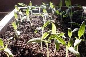 Гипсофила види і фото квітів, рекомендації по вирощуванню (фото) Гипсофила види і фото квітів, рекомендації по вирощуванню