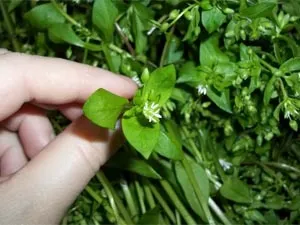 Гіпертрофічний риніт і його лікування народними засобами (гіпертрофічний) Гіпертрофічний риніт і його лікування народними засобами