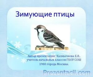 Де зимують птахи презентація