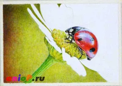 Гіперреалізм в малюнку - уроки малювання олівцями і пастеллю (кольоровий олівець) Гіперреалізм в малюнку - уроки малювання олівцями і пастеллю