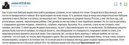 Де люди беруть чайний гриб