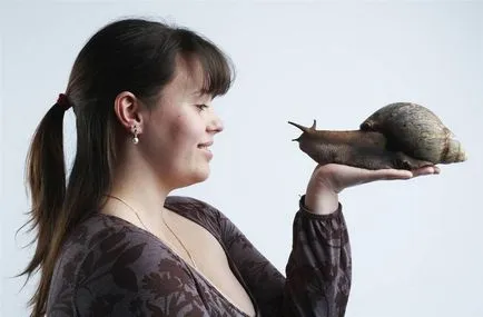 Гігантська равлик ахатина (лат (achatina fulica) Гігантська равлик ахатина (лат