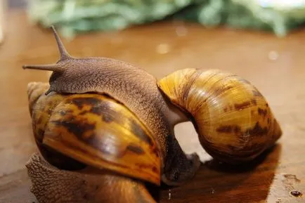 Гігантська равлик ахатина (лат (achatina fulica) Гігантська равлик ахатина (лат