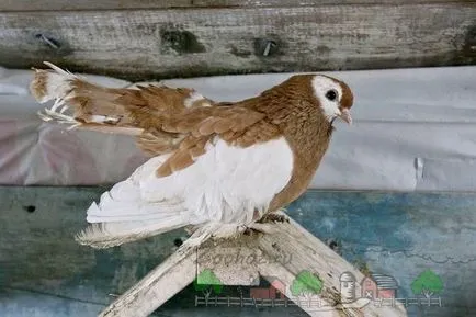 Де і скільки років живуть голуби цікаві факти і фото (голуби) Де і скільки років живуть голуби цікаві факти і фото