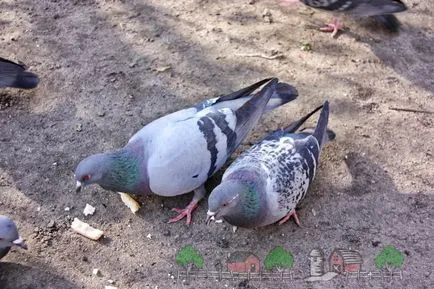 Де і скільки років живуть голуби цікаві факти і фото (скільки) Де і скільки років живуть голуби цікаві факти і фото