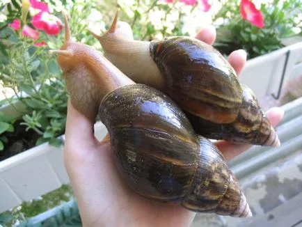 Гігантська равлик ахатина (лат (achatina fulica) Гігантська равлик ахатина (лат