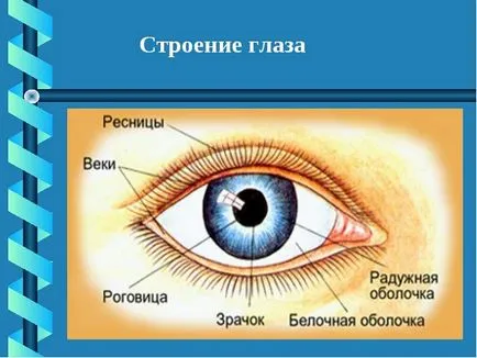 Очні краплі максітрол склад, застосування, спектр дії (застосування) Очні краплі максітрол склад, застосування, спектр дії