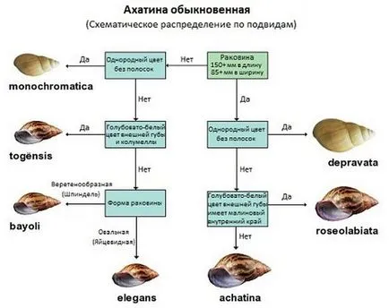 Гігантська равлик ахатина (лат (равлик) Гігантська равлик ахатина (лат