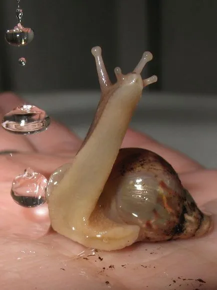 Гігантська равлик ахатина (лат (achatina fulica) Гігантська равлик ахатина (лат