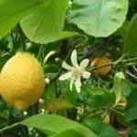 Гаряча вода на дачі своїми руками, як зробити літній душ, гаряча вода своїми руками фото (вода) Гаряча вода на дачі своїми руками, як зробити літній душ, гаряча вода своїми руками фото