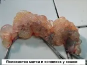Гормональні препарати для кішок