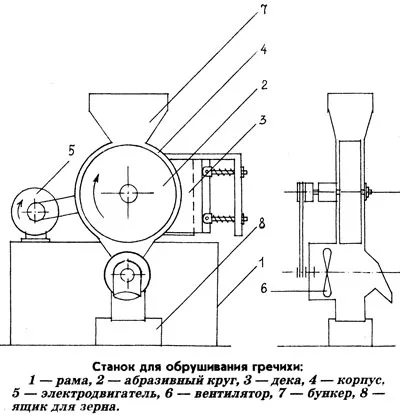 Гречка на дачній ділянці