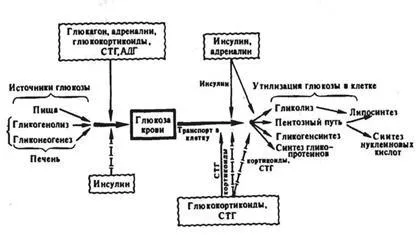 Гормональна регуляція вуглеводного, ліпідного, білкового та водно-сольового обміну (гормональна) Гормональна регуляція вуглеводного, ліпідного, білкового та водно-сольового обміну