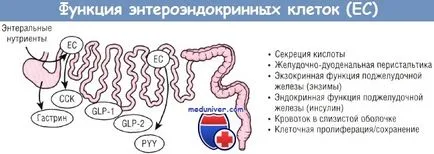 Гормони кишечника і їх функція (функція гормонів кишечника) Гормони кишечника і їх функція