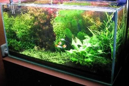 Голландський акваріум або рослинний світ під водою (голландський) Голландський акваріум або рослинний світ під водою