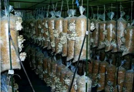 Грибний бізнес - вирощування грибів на продаж (грибів) Грибний бізнес - вирощування грибів на продаж