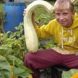 Цукіні і кабачки чим відрізняються, практичні поради (кабачки) Цукіні і кабачки чим відрізняються, практичні поради
