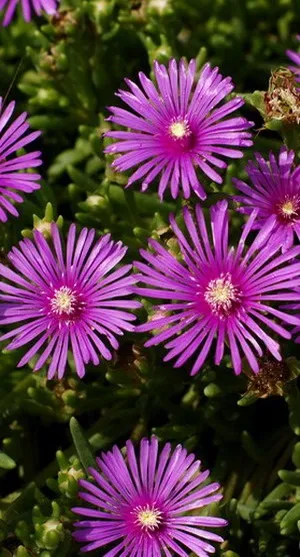 Квітка делосперма і його види на фото зоряний пил, делосперма купера (фото) Квітка делосперма і його види на фото зоряний пил, делосперма купера