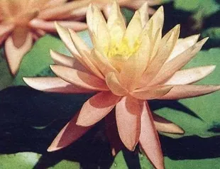 Квіти латаття для ставка (оптимальна глибина посадки) Квіти латаття для ставка