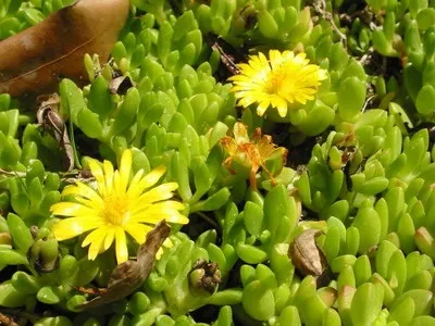 Квітка делосперма і його види на фото зоряний пил, делосперма купера (купера) Квітка делосперма і його види на фото зоряний пил, делосперма купера