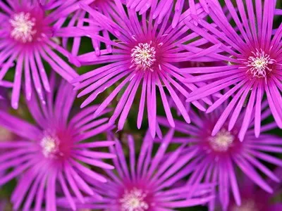 Квітка делосперма і його види на фото зоряний пил, делосперма купера (фото) Квітка делосперма і його види на фото зоряний пил, делосперма купера