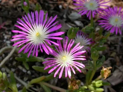 Квітка делосперма і його види на фото зоряний пил, делосперма купера (фото) Квітка делосперма і його види на фото зоряний пил, делосперма купера