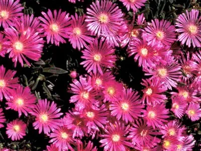 Квітка делосперма і його види на фото зоряний пил, делосперма купера (делосперма) Квітка делосперма і його види на фото зоряний пил, делосперма купера