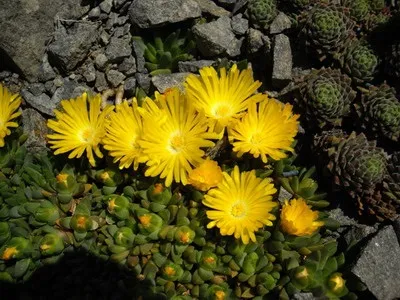 Квітка делосперма і його види на фото зоряний пил, делосперма купера (купера) Квітка делосперма і його види на фото зоряний пил, делосперма купера