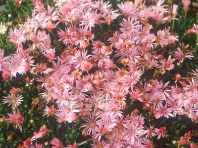 Квітка делосперма і його види на фото зоряний пил, делосперма купера (пил) Квітка делосперма і його види на фото зоряний пил, делосперма купера