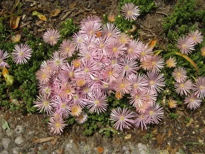 Квітка делосперма і його види на фото зоряний пил, делосперма купера (види) Квітка делосперма і його види на фото зоряний пил, делосперма купера