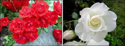 Цвітіння улюблених троянд в моєму саду (саду сайті Gardenia) Цвітіння улюблених троянд в моєму саду