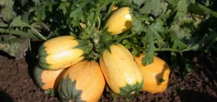 Цукіні і кабачки чим відрізняються, практичні поради (цукіні) Цукіні і кабачки чим відрізняються, практичні поради