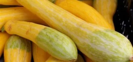 Цукіні і кабачки чим відрізняються, практичні поради (Семилетова Тетяна Мислитель) Цукіні і кабачки чим відрізняються, практичні поради