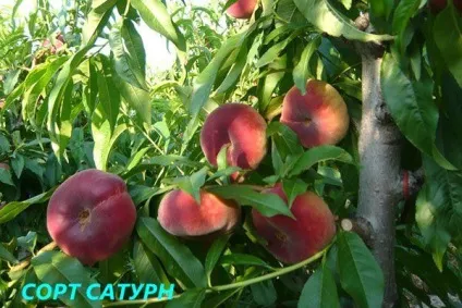 Що за фрукт - інжировим персик (персик) Що за фрукт - інжировим персик