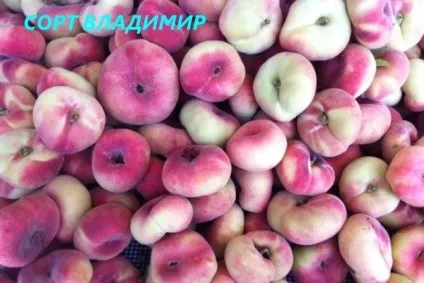 Що за фрукт - інжировим персик (персик) Що за фрукт - інжировим персик