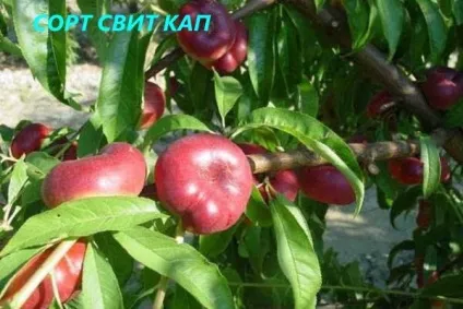 Що за фрукт - інжировим персик (інжировим) Що за фрукт - інжировим персик